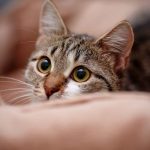 stray-cat-adoptions-image
